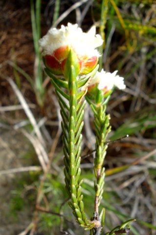 Lachnaea eriocephala leaves